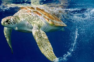 tartaruga marinha   Aproveite Um Tranquilo Feriado Em Vilas Do Atlántico